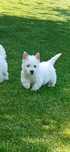 West Highland White Terrier