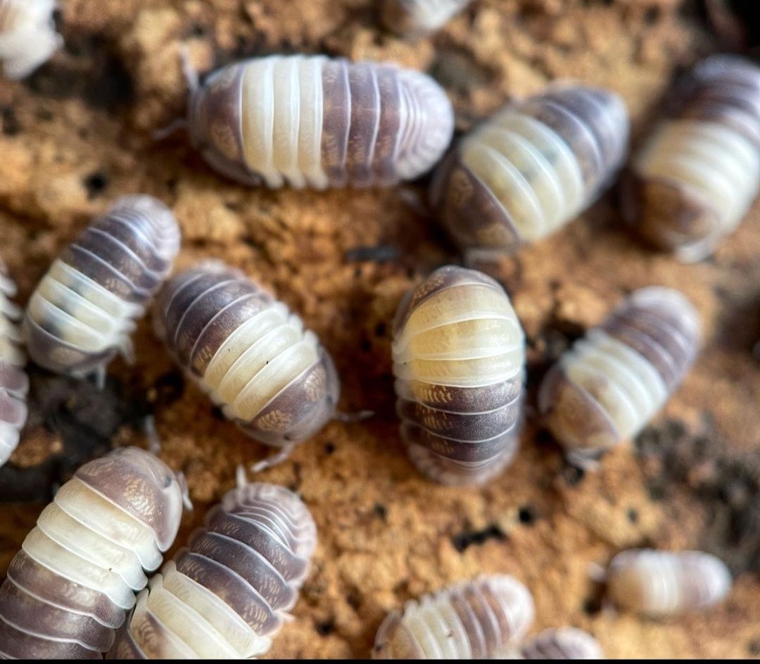 Cubaris sp panda king, кубаріс тропічні мокриці, мокрички, ізоподи