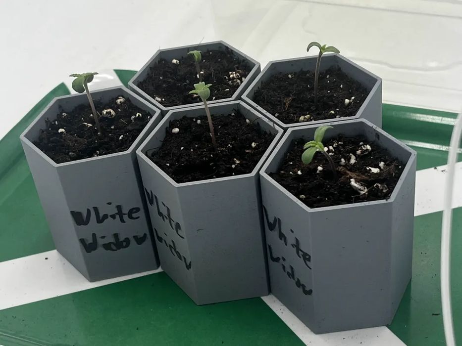 Vaso Hexagonal para Iniciativa de Sementes