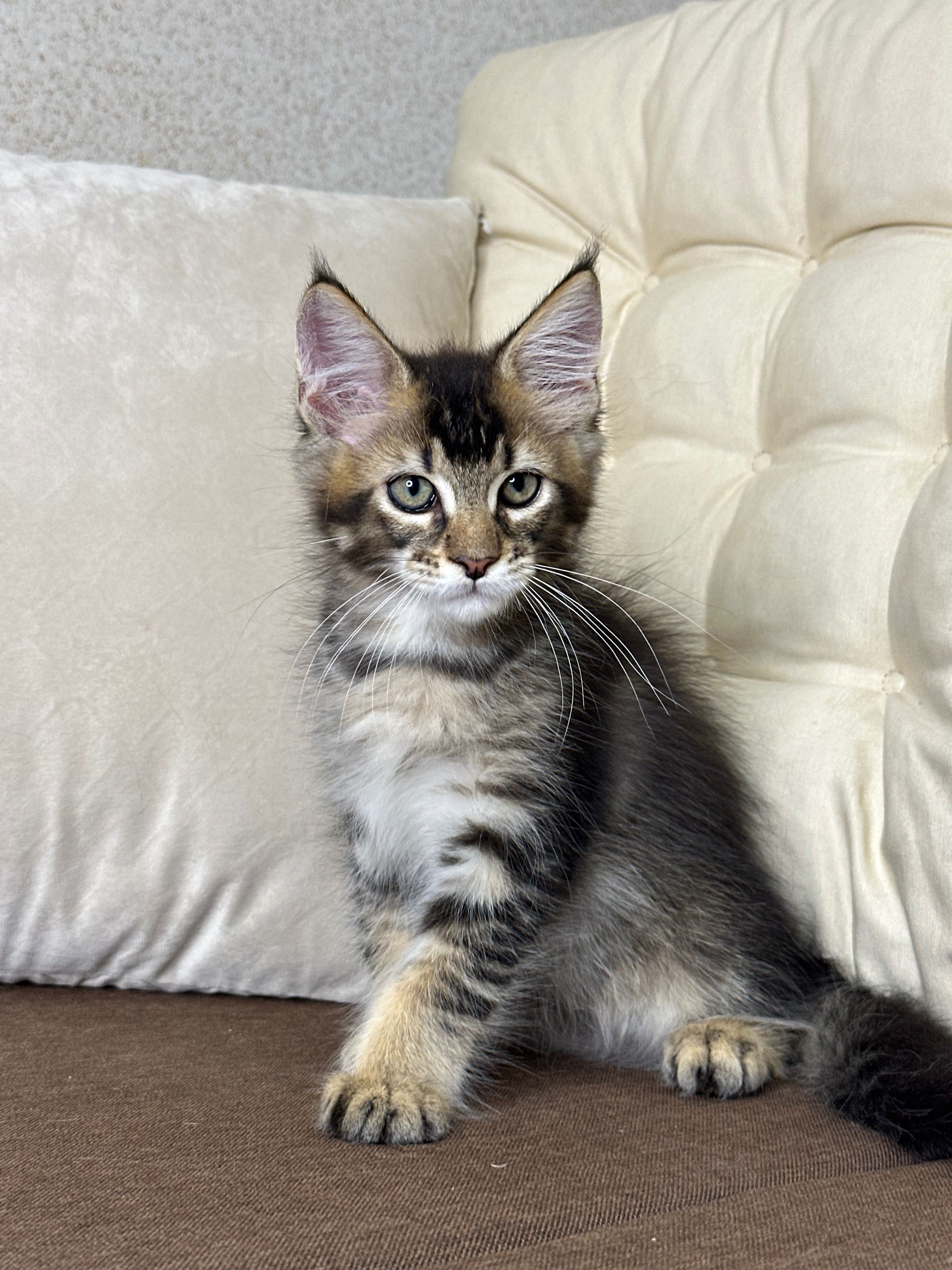 Daniel-Kocurek Maine Coon