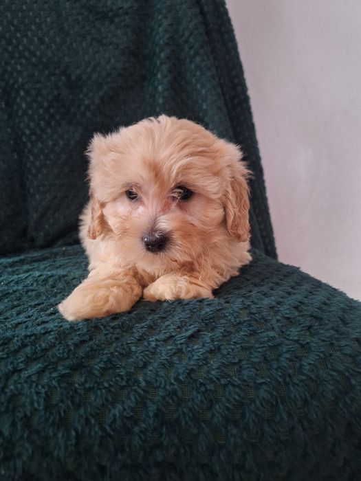 Maltipo-maltanczyk&pudel