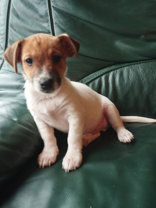 Jack Russell terrier Calvin