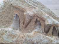 Skamieniałość Mozozaur Minerał