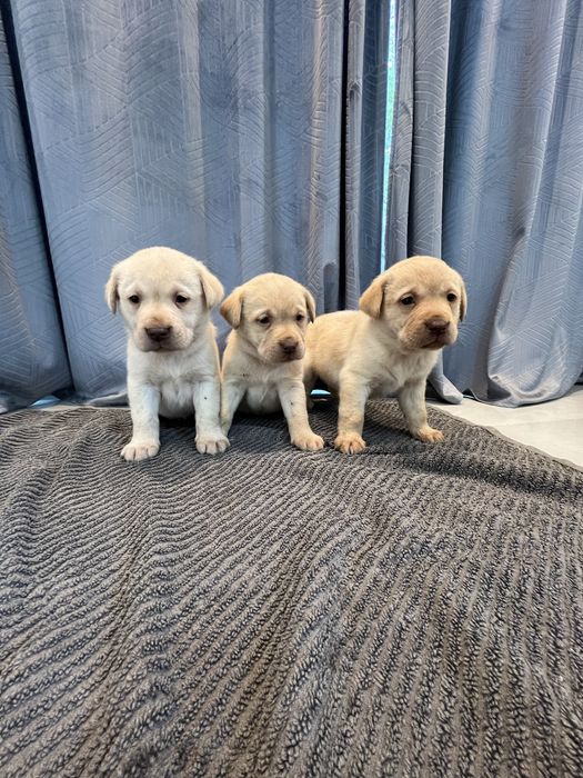 Szczeniak labrador retriever