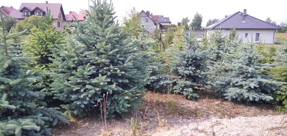 Choinki świerkowe pospolite i srebrne