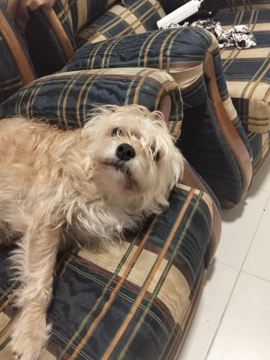Cãozinho e cadelinhas porte pequeno