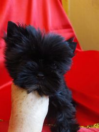 Mini samczyk Black Yorkshire terrier, biewer.