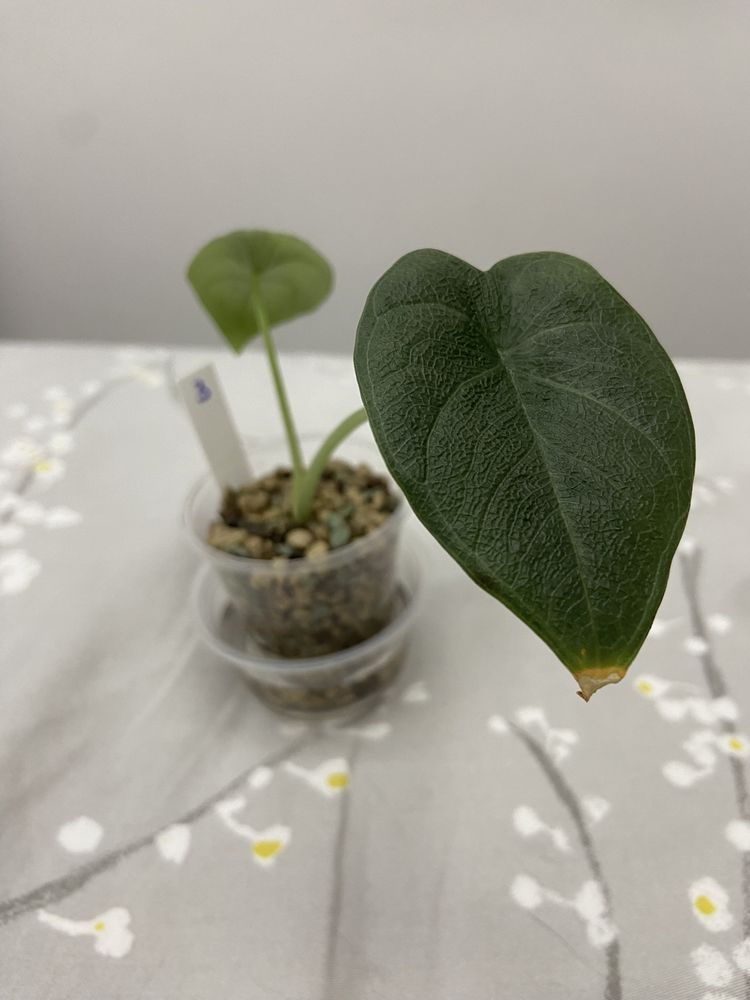 Alocasia Melo babys