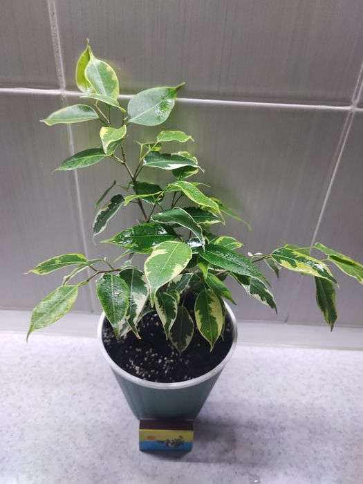 Продам фикусы "Кинки".