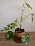 ROŚNIE Monstera variegata MV4