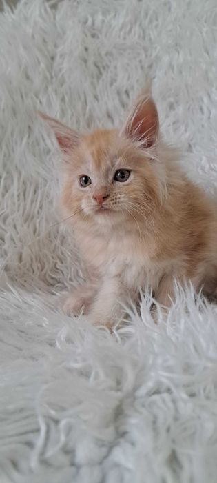 Puchaty pieszczoch Maine Coon