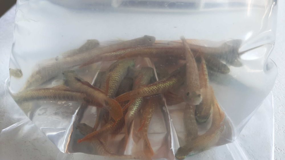 babka tęczowa ( czyściciel glonów)