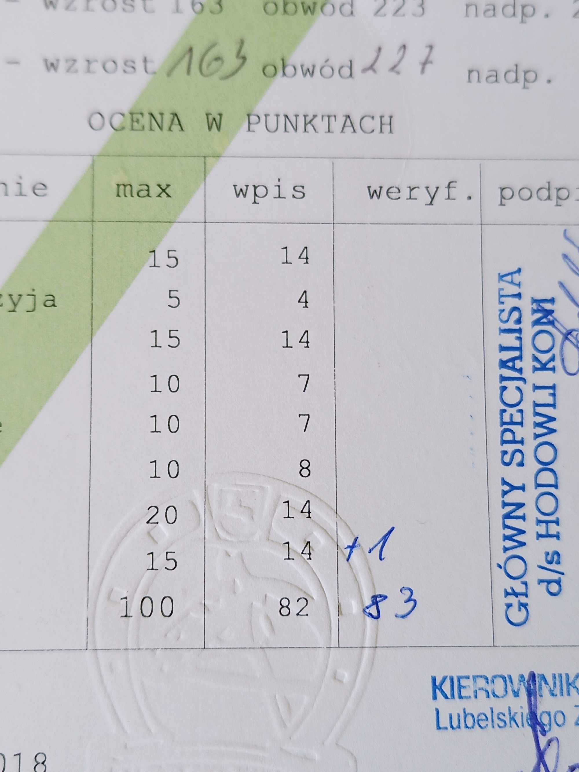 Sprzedam ogiera zimnokrwistego