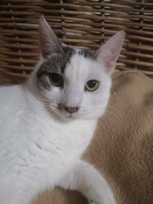 Kociaki do adopcji
