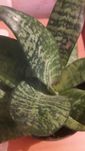 Продам Комнатное Растение Санцевиерия Хани,неприхотливый Цветок!100гр.