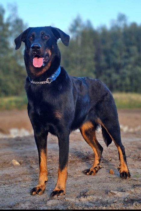 Beauceron Owczarek Francuski FCI szczenięta