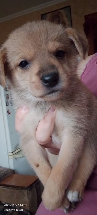 Отдам бесплатно цуценят