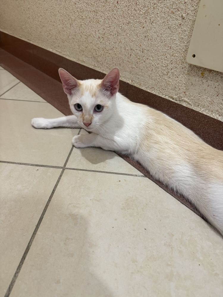 Dou gato macho com 6 meses