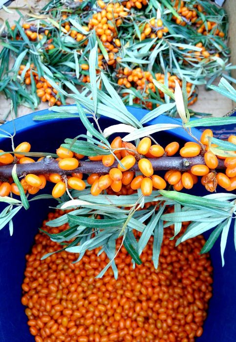 Облепиха " Августина" саженцы крупная