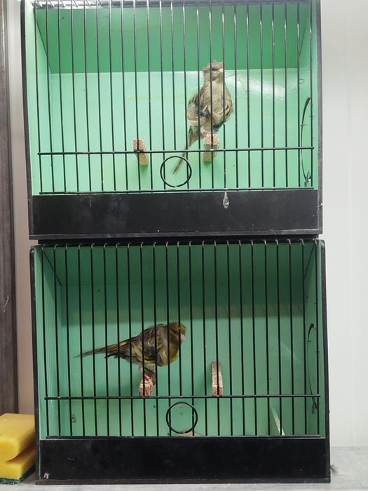 Casal canários Fiorinos