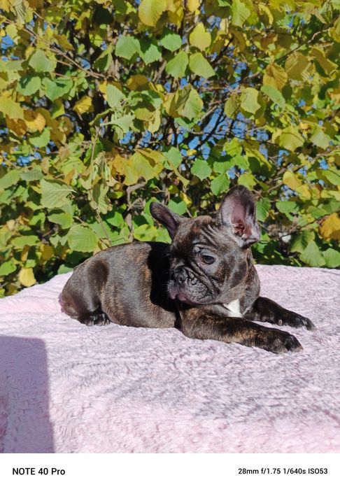 Buldog francuski marengo