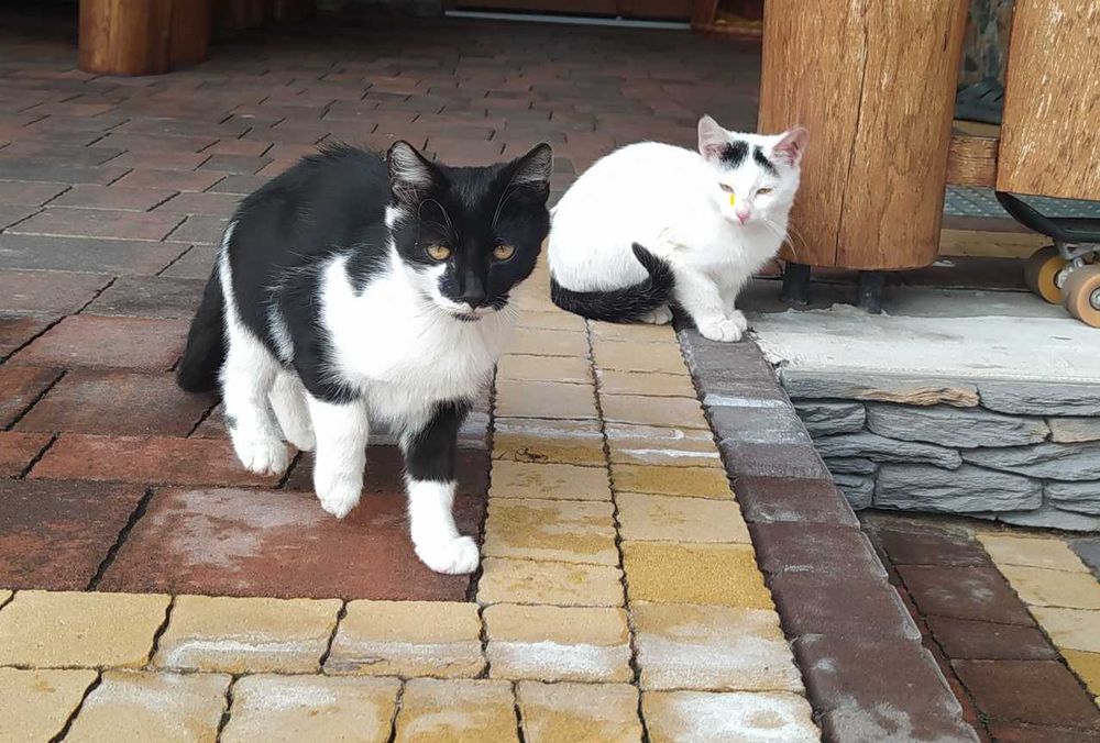 Młode koty do oddania w dobre ręce