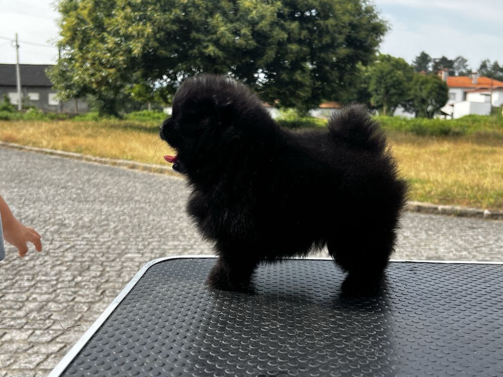 Lulu da pomerania spitz anao
