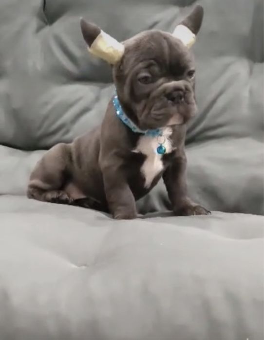 Чудо голубые глазки, голубой французик