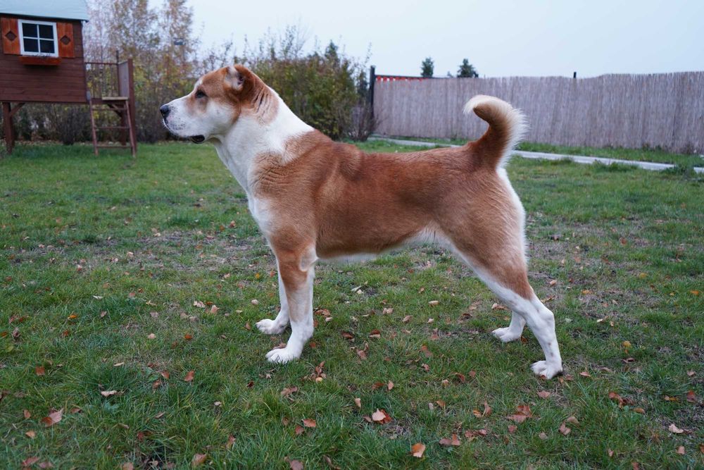 Owczarek środkowoazjatycki suka