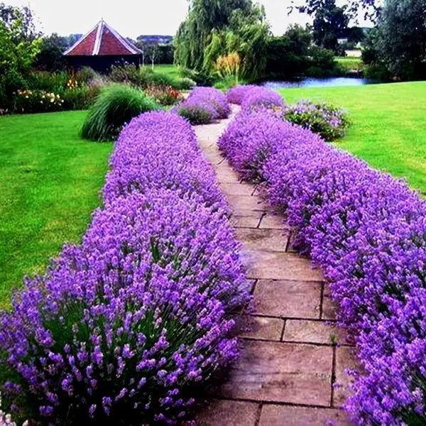 Саженцы Лаванды Хидкот (Hidcote)