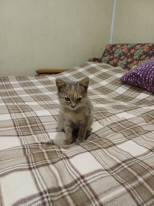 Маленьке кошеня. 2 місяці