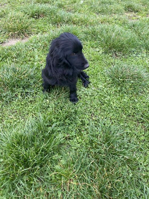 Oddam suczkę za darmo