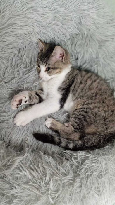 Кошеня Девон-Рекс