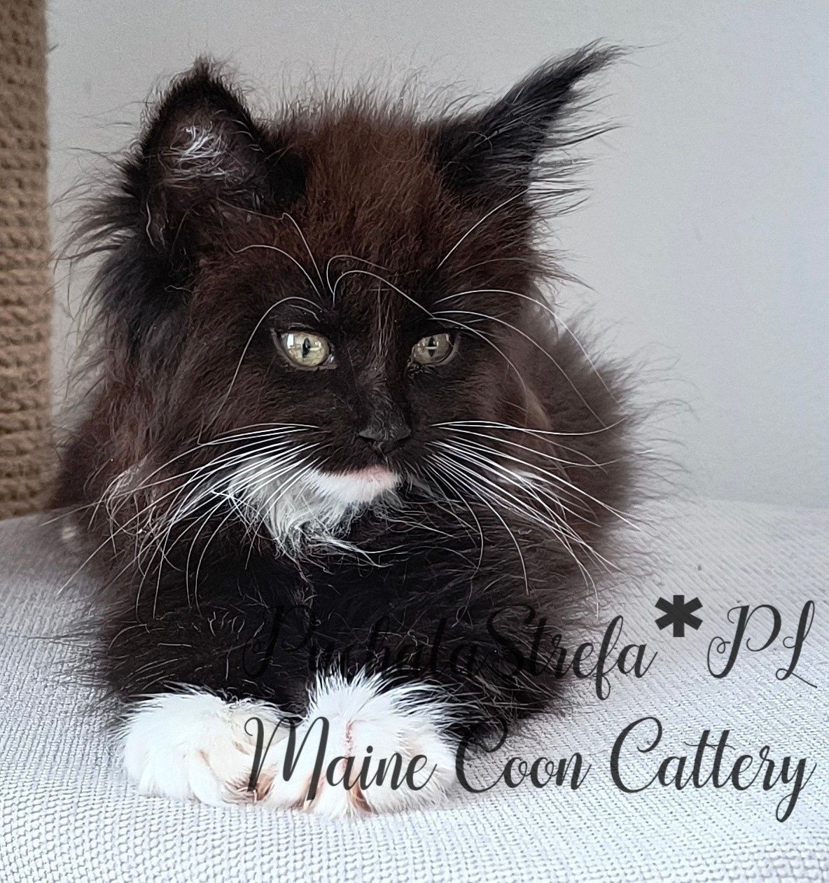 Maine coon rodowód Fife Fpl