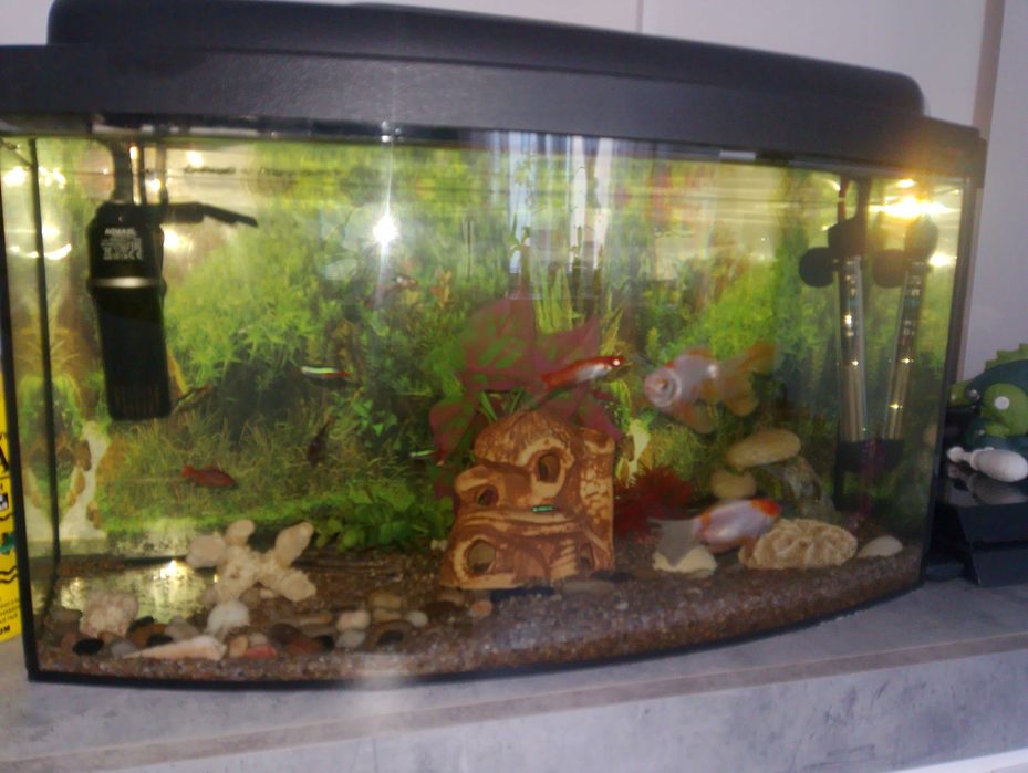 Akwarium z całym wyposażeniem