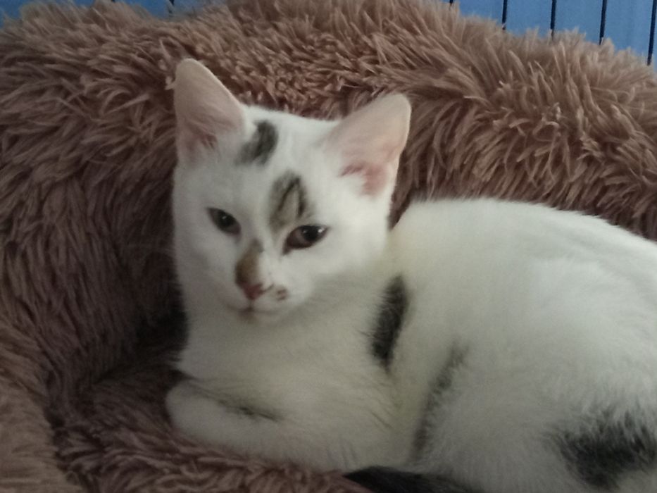 Prosimy o domek dla małej kotki Pajęczynki