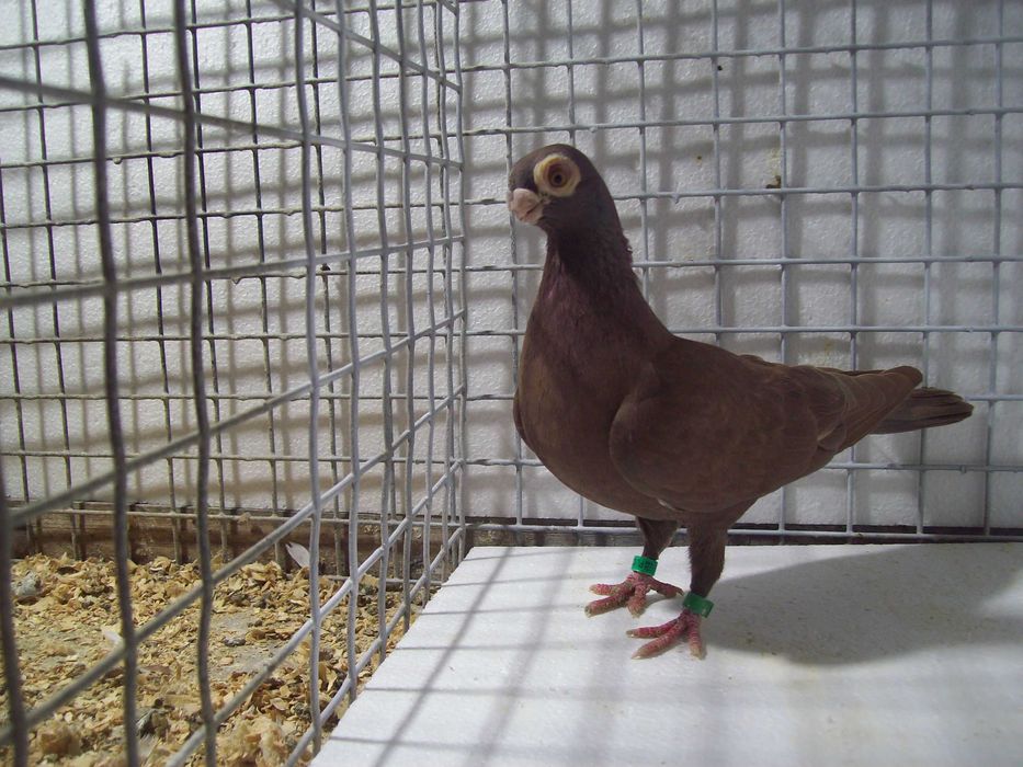 Brodawczak , brodawczaki