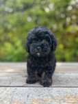 Maltipoo sunia XS.