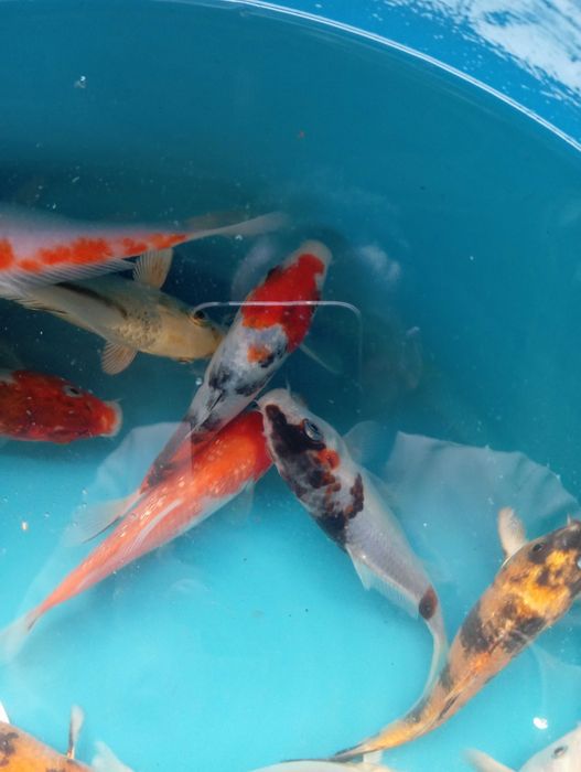 Carpas koi vários tamanhos