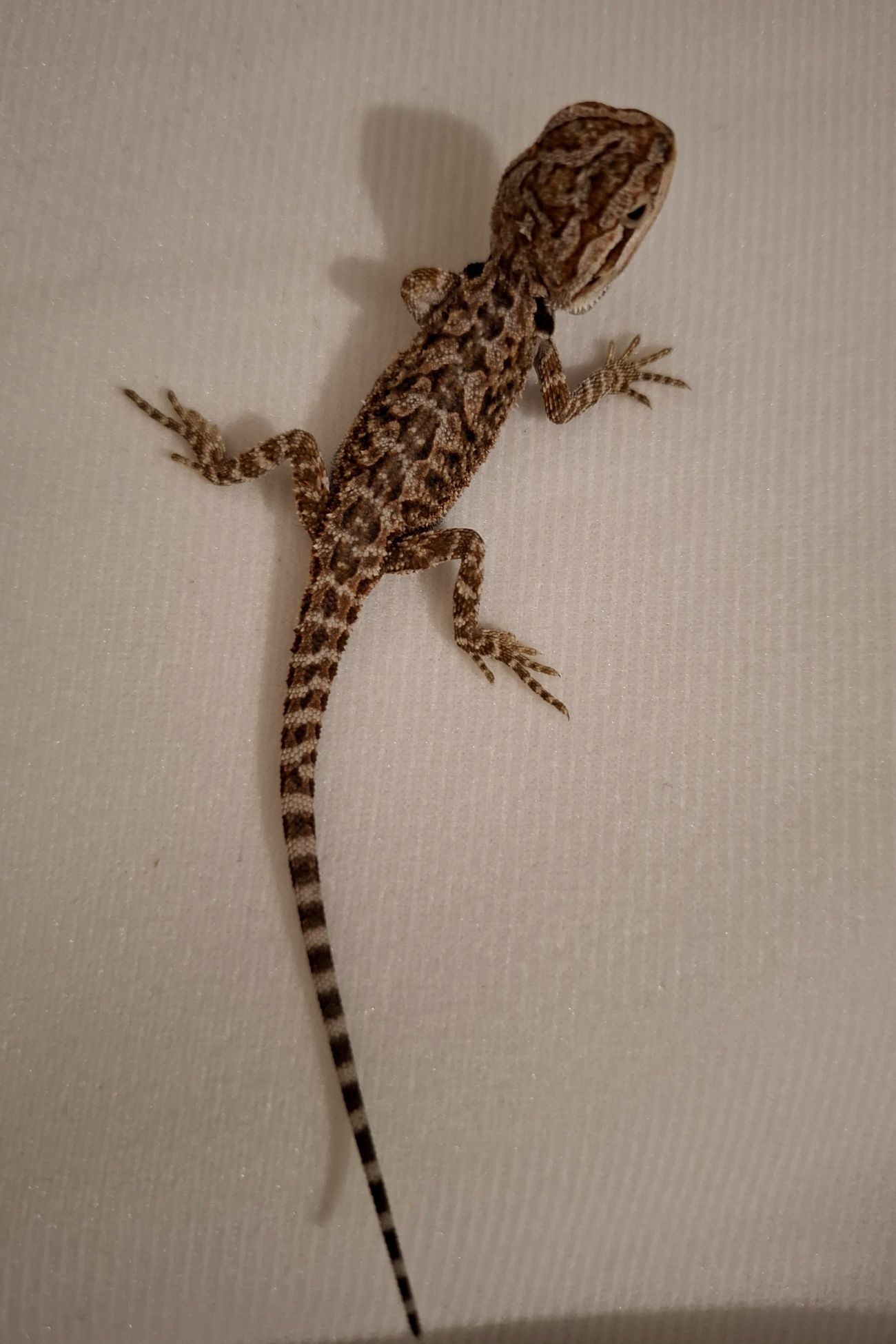 Agama brodata orange