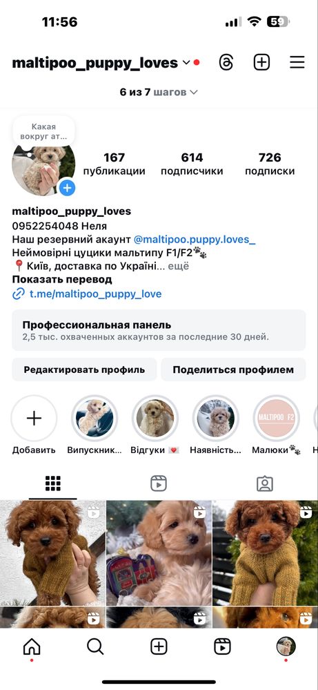 Вакцинована! Супер міні дівчинка мальтипу ф1