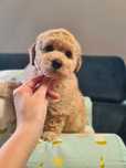 Piesek Bichpoo Maltipoo gotowy do odbioru l