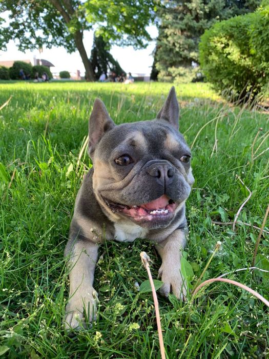 Вязка случка французский бульдог ищет невесту француз спаривание