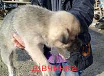 Віддам цуценят дуже гарних