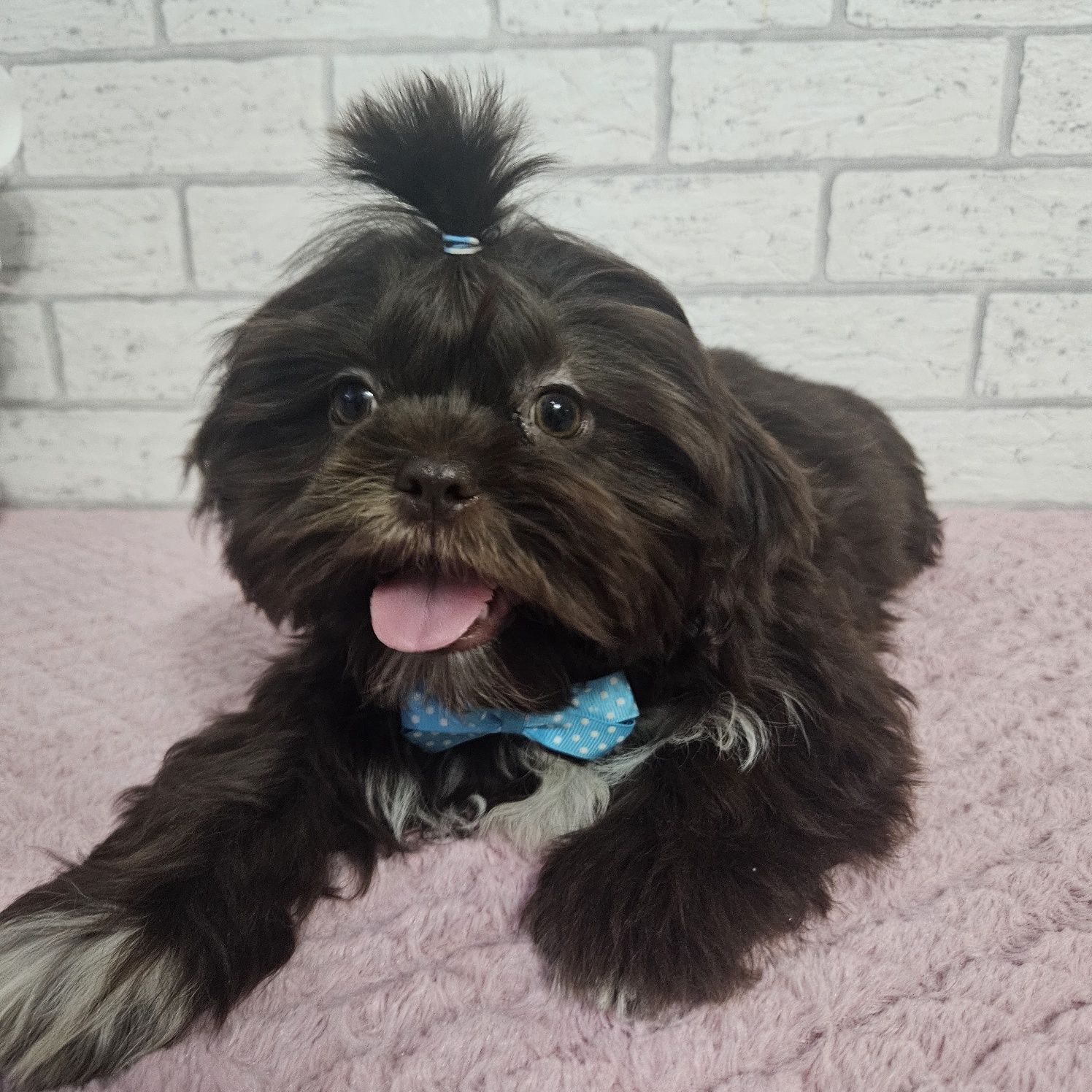 Shih Tzu samiec czekoladowy