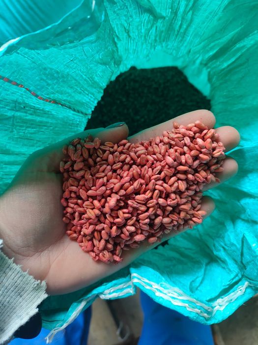 Sprzedam pszenice Freje zaprawiona