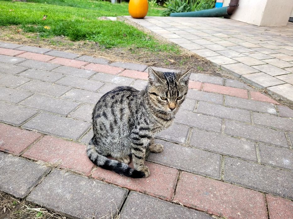 Koty małe do oddania