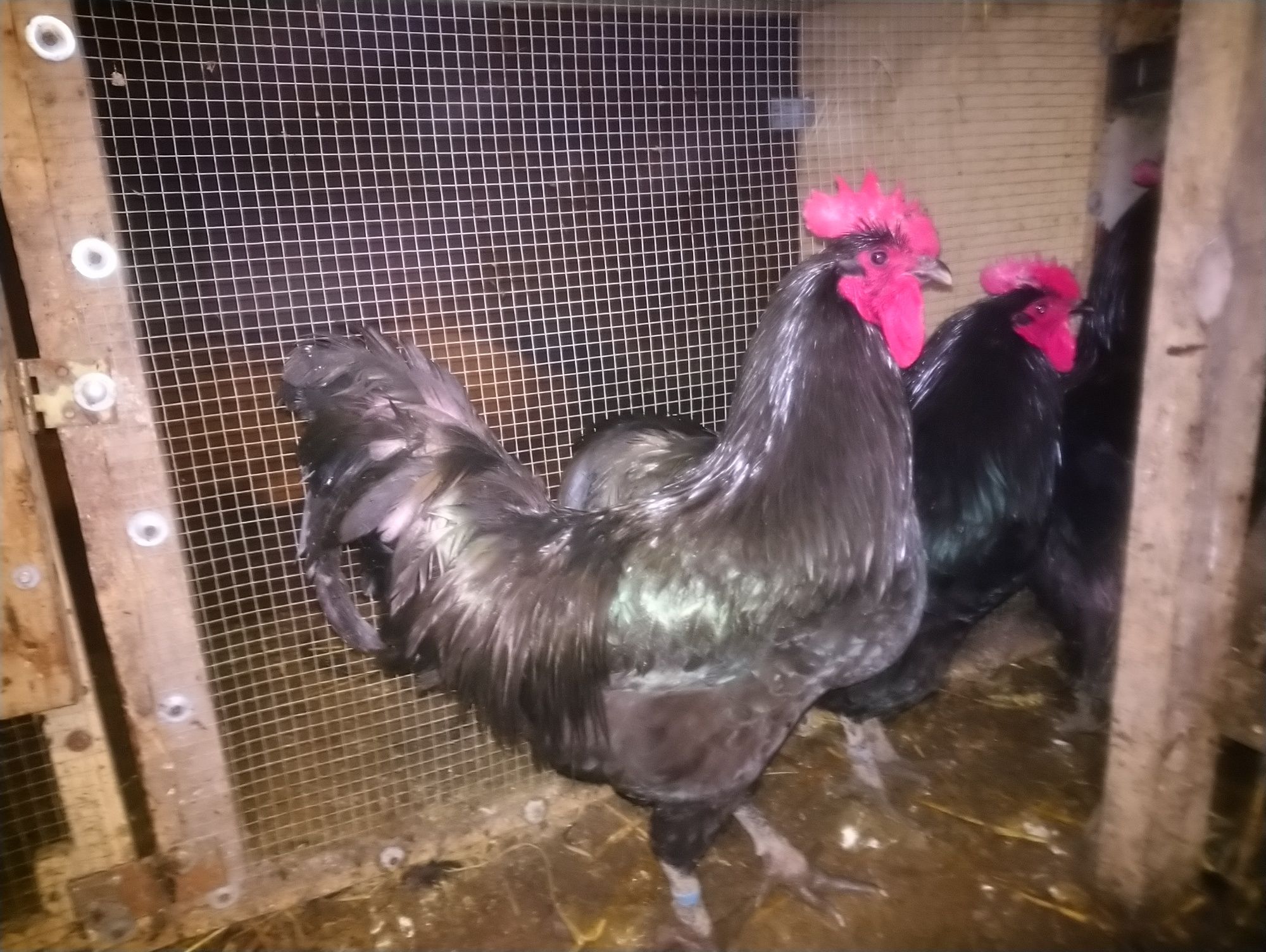 Australorp jaja lęgowe