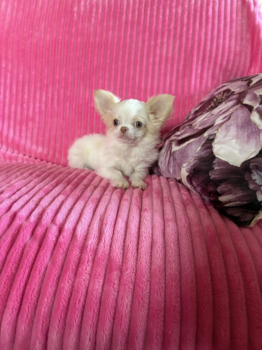 Chihuahua cudowny przeuroczy piesek Kevin