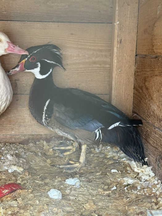 Kaczorek ozdobny Karolinka